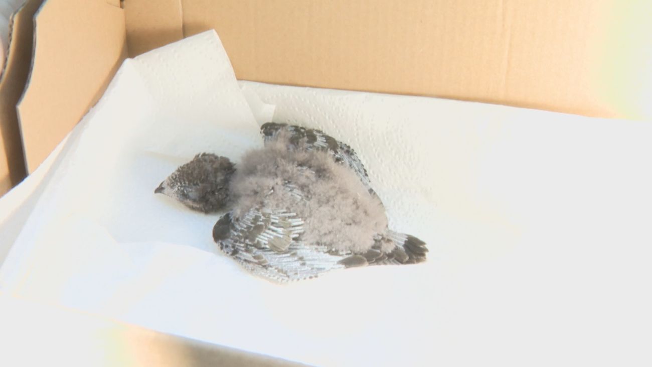Semana récord de animales recogidos en GREFA ante la ola de calor