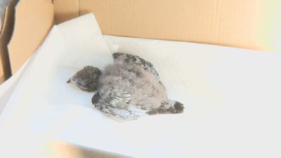 Semana récord de animales recogidos en Grefa ante la ola de calor