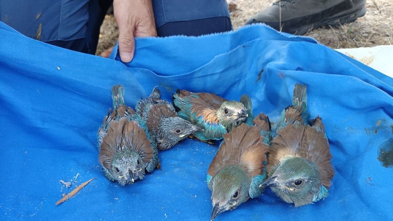 Supervisan el anillamiento de nueve pollos de carraca europea en la Comunidad de Madrid
