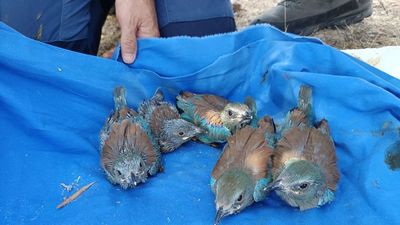 Supervisan el anillamiento de nueve pollos de carraca europea en la Comunidad de Madrid
