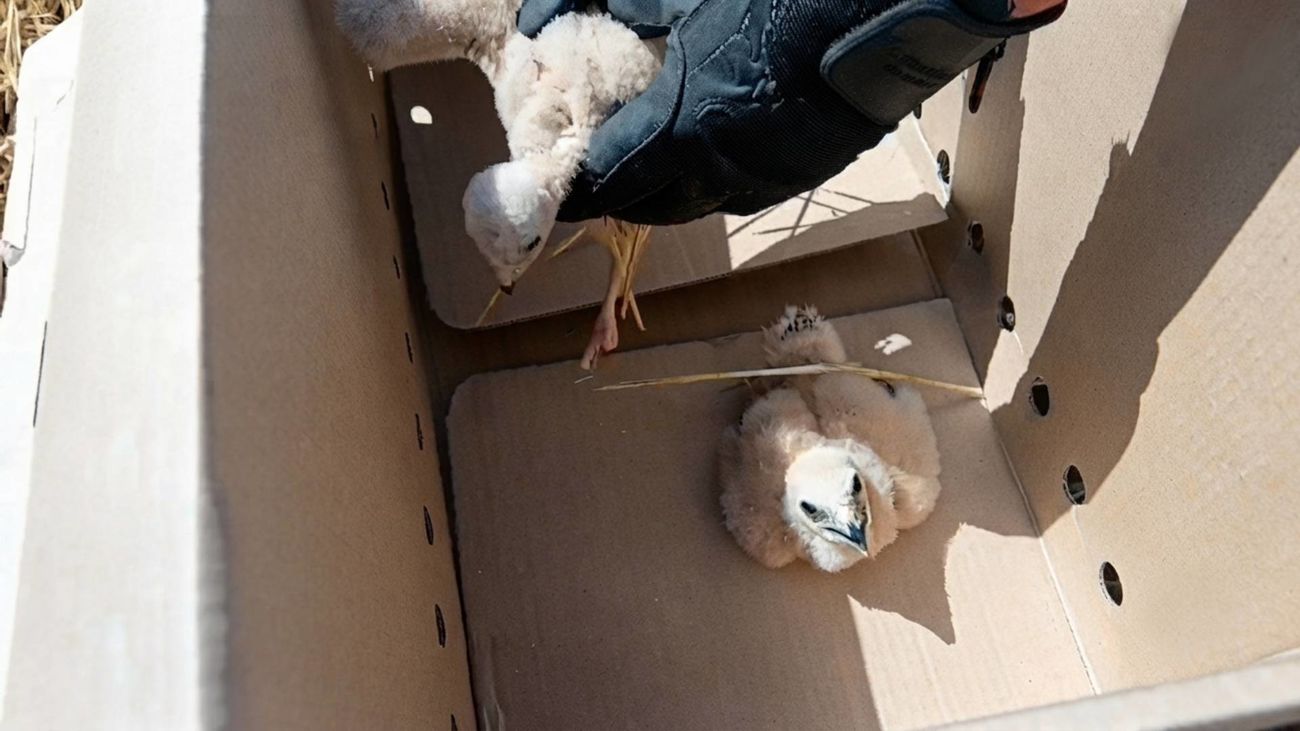 Salvana a tres aguiluchos de las cosechadoras en Fuentidueña de Tajo gracias al aviso de unos agricultores