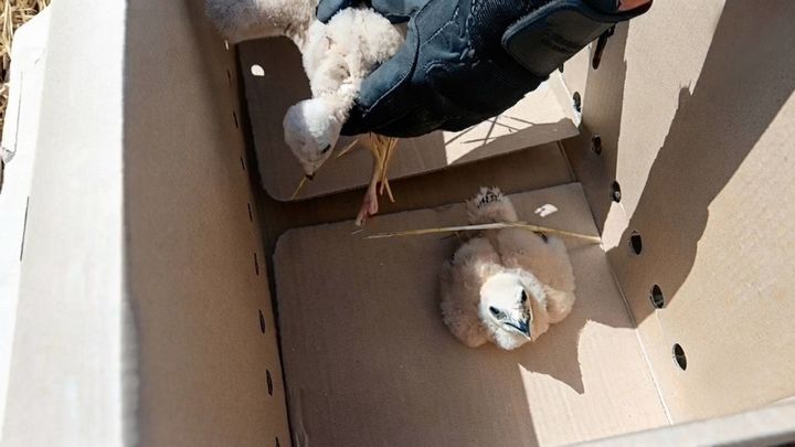 Salvana a tres aguiluchos de las cosechadoras en Fuentidueña de Tajo gracias al aviso de unos agricultores