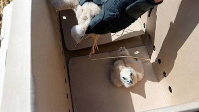 Salvados tres aguiluchos de las cosechadoras en Fuentidueña de Tajo gracias al aviso de unos agricultores