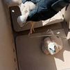 Salvana a tres aguiluchos de las cosechadoras en Fuentidueña de Tajo gracias al aviso de unos agricultores