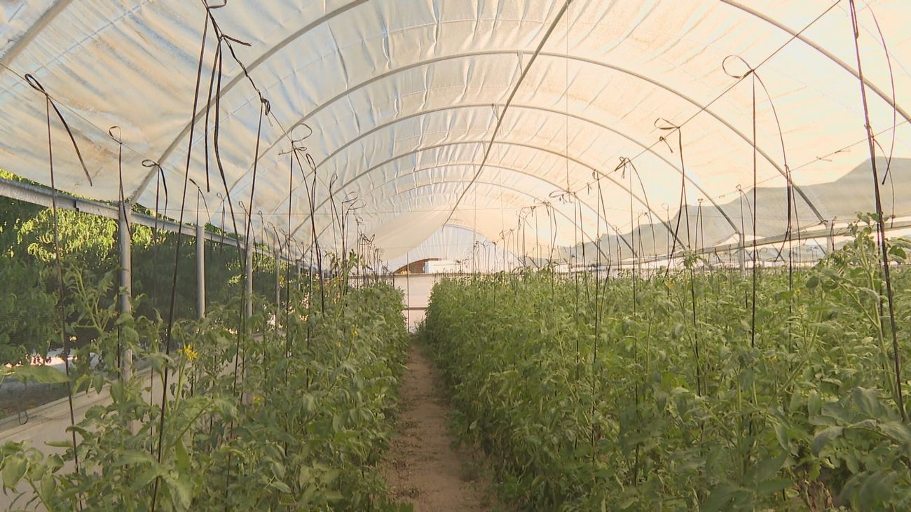 ¿Cómo combaten las altas temperaturas los melocotones y tomates madrileños?