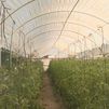 ¿Cómo combaten las altas temperaturas los melocotones y tomates madrileños?