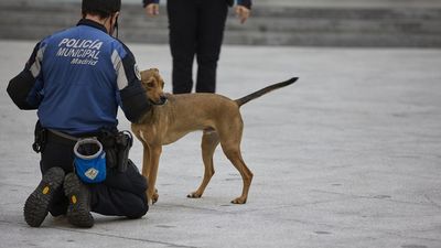 Un perro policía delata a un ‘camello’ en Chamberí con droga y más de 1.000 euros en efectivo