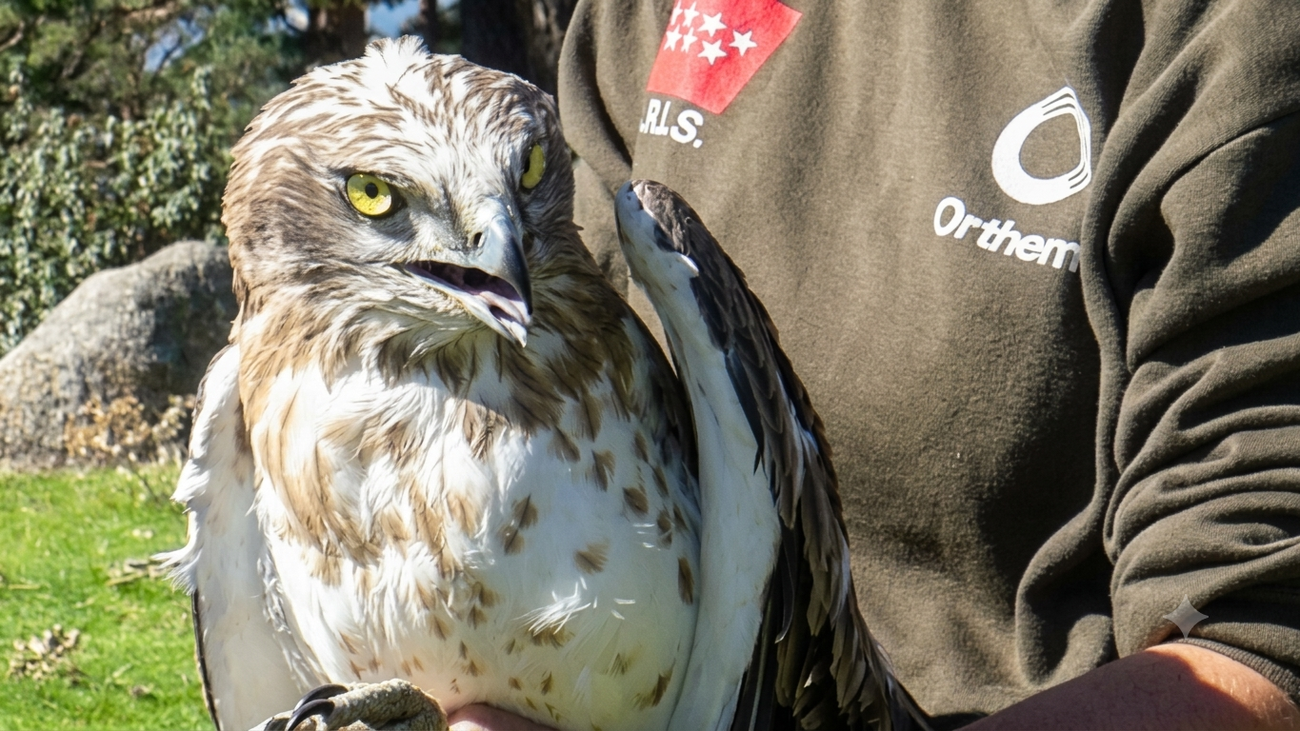 Noah, el águila culebrera que siempre regresa a Madrid