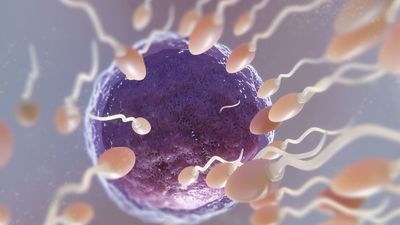 Los hombres del norte de España tienen una mejor calidad del semen que los del resto del país