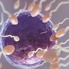 Los hombres del norte de España tienen una mejor calidad del semen que los del resto del país