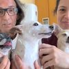 El doble desahucio de una familia y sus mascotas en el barrio de Lacoma, en Fuencarral