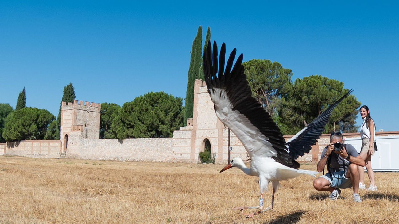 Un joven ejemplar de cigüeña alza el vuelo desde Alcalá de Henares