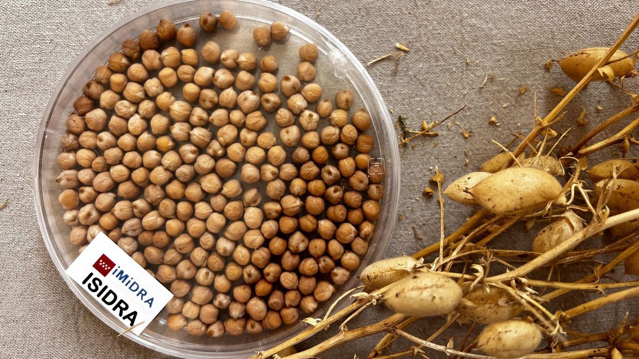 Isidra, un garbanzo madrileño más resistente ante las plagas y más nutritivo