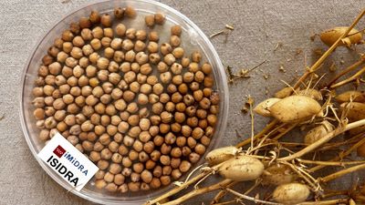Isidra, un garbanzo madrileño más resistente ante las plagas y más nutritivo