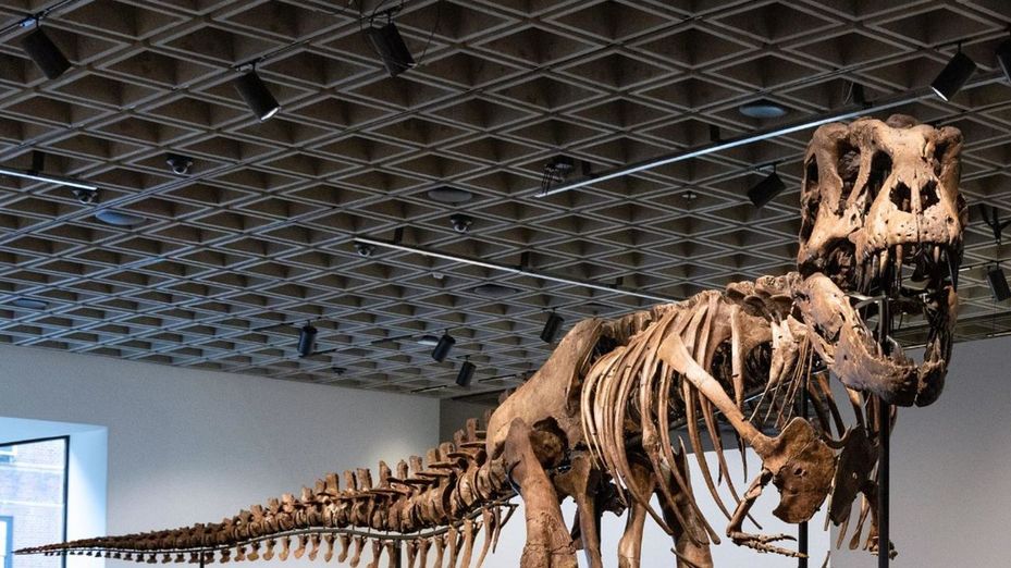 Subastan por 50 millones a 'Gus', el fósil de dinosaurio más valioso de la historia