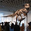 Subastan por 50 millones a 'Gus', el fósil de dinosaurio más valioso de la historia