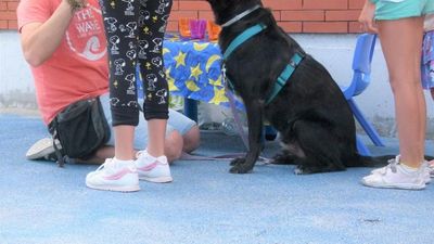 'Tras mi enfado', terapias con animales en Alcorcón para ayudar a gestionar la ira de menores vulnerables