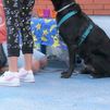 'Tras mi enfado', terapias con animales en Alcorcón para ayudar a gestionar la ira de menores vulnerables