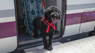 Renfe permitirá viajar con perros de hasta 40 kilos en todos sus trenes a partir del 21 de julio