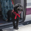Renfe permitirá viajar con perros de hasta 40 kilos en todos sus trenes a partir del 21 de julio