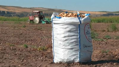 La ola de calor cambia la cosecha de patata en Madrid: los agricultores trabajan de noche para proteger el cultivo