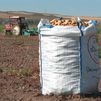 La ola de calor cambia la cosecha de patata en Madrid: los agricultores trabajan de noche para proteger el cultivo