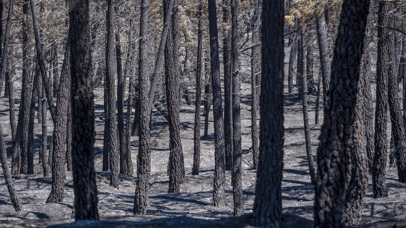 Bosque arrasado por el incendio declarado en La Mierla, Sierra Norte de Guadalajara