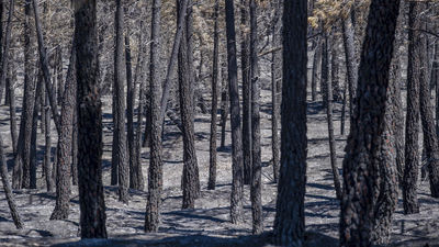 Más de 26.000 hectáreas arrasadas por el fuego de La Mierla (Guadalajara), fuera de control