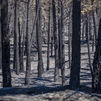 Bosque arrasado por el incendio declarado en La Mierla, Sierra Norte de Guadalajara