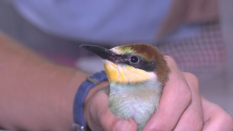 Grefa lucha contra los efectos del calor en la fauna madrileña