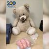 La Policía intercepta un oso de peluche con más de medio kilo de tusi ('cocaína rosa') enviado por mensajería