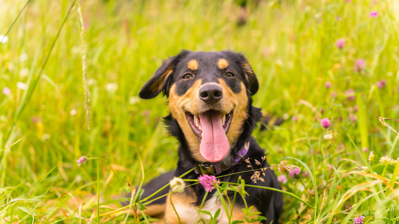4Pets, la startup que se posiciona como un aliado para los dueños de mascotas