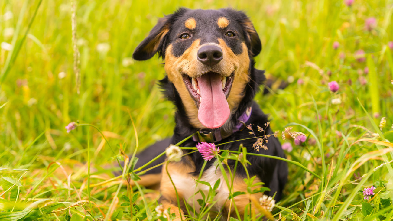 4Pets, la startup que se posiciona como un aliado para los dueños de mascotas