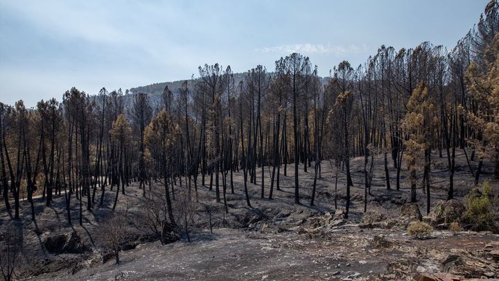 Guadalajara, Ávila, Huelva... ¿Es necesario un pacto climático en la lucha contra el fuego?