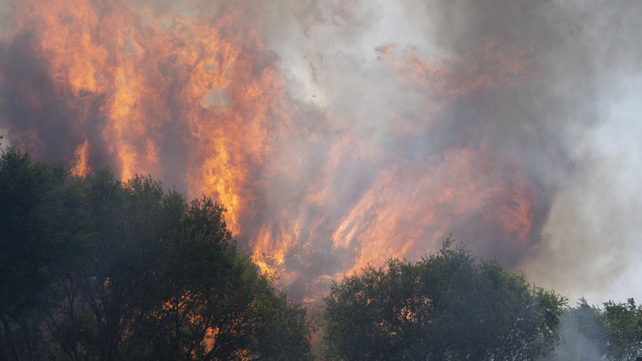 Incendio forestal, en la carretera M 206 entre Torrejón y Loeches,