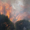 Incendio forestal, en la carretera M 206 entre Torrejón y Loeches,