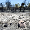 Ruben Laina (UPM): "La inversión en prevenir incendios es ridículamente pequeña"
