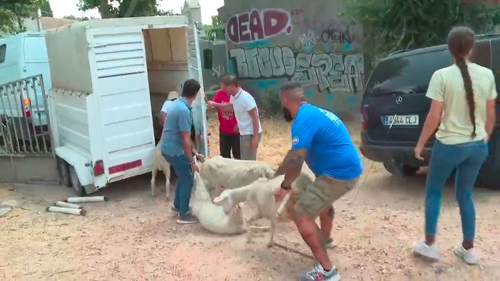 Ola de solidaridad en Fresnedilla de la Oliva para salvar a los animales del incendio