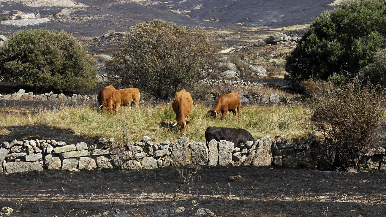 Madrid prepara 300 toneladas de forraje para las explotaciones ganaderas afectadas por el incendio