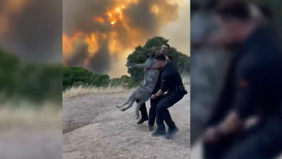 "Hay muchos animales muertos": voluntarios piden poder rescatar a caballos o mascotas que se han librado del fuego