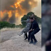"Hay muchos animales muertos": voluntarios piden poder rescatar a caballos o mascotas que se han librado del fuego