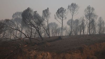 Balance del incendio de la Sierra Oeste: 28.000 hectáreas quemadas, 11 municipios evacuados, más de 55.000 evacuados