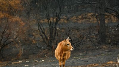 El acceso al ganado, principal impacto para el campo por los incendios forestales
