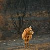 El acceso al ganado, principal impacto para el campo por los incendios forestales