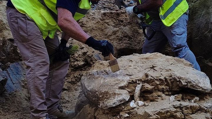 Hallan restos de una tortuga prehistórica gigante en unas obras del Ayuntamiento de Madrid