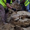 Hallazgo del caparazón de una tortuga gigante del Mioceno en las obras de un edificio del Ayuntamiento de Madrid