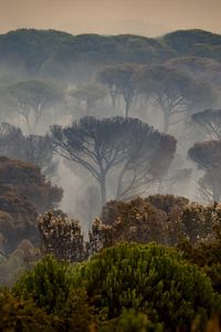 Interior lanza un Es-Alert para confinar Santa María de la Alameda ante el avance del incendio