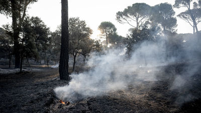El incendio de la Sierra Oeste lleva  "muy al límite" al centro de rescate de animales 'Santuario Vegan'