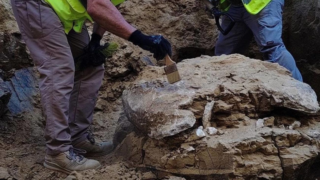 Una tortuga gigante de hace más de 15 millones de años aparece durante unas obras en el Ayuntamiento de Madrid