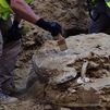 Una tortuga gigante de hace más de 15 millones de años aparece durante unas obras en el Ayuntamiento de Madrid